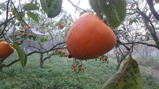 산골촌부님의 자유주제 · 자유게시판 작성글 사진