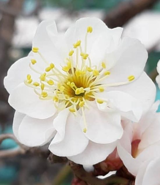 일심묘목농원님의 장터 판매 상품 [운용매실 3년생 포트묘 개화주] 첨부 사진