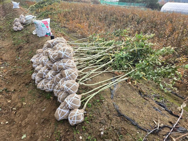 일심묘목농원님의 장터 판매 상품 [홍화산사 3년생 개화주 분묘] 첨부 사진