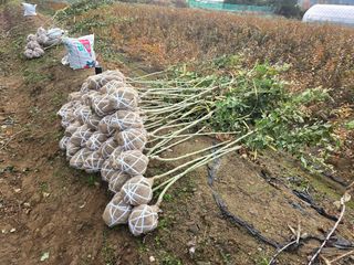 일심묘목농원님의 작성글 사진