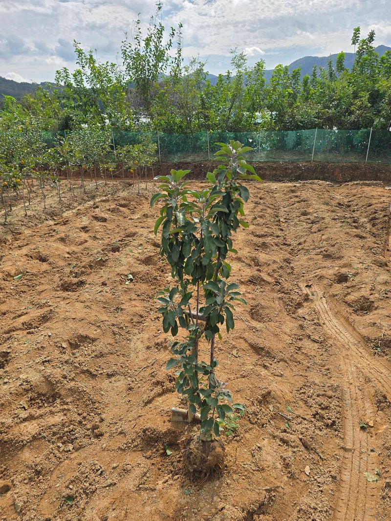 장터 상품 [꽃사과나무 메이폴 3년생 분묘] 썸네일