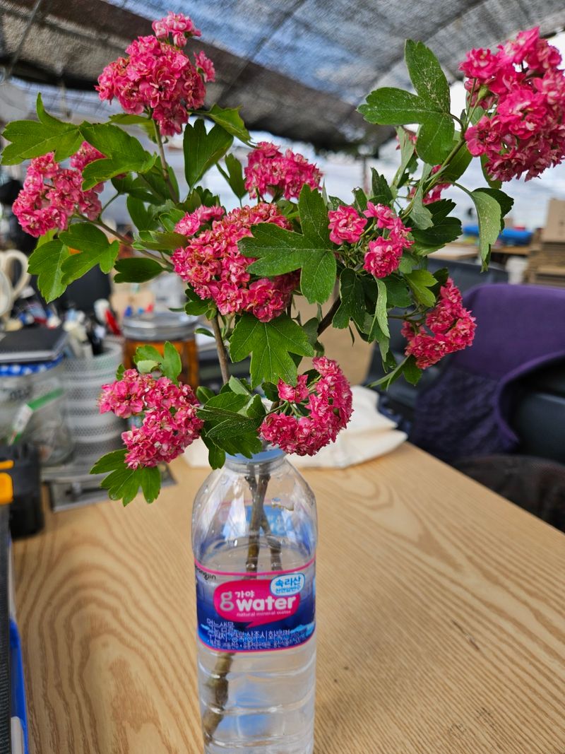 일심묘목농원님의 장터 판매 상품 [홍화산사 3년생 개화주 분묘] 첨부 사진