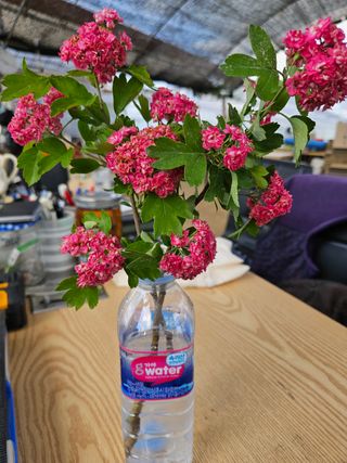 일심묘목농원님의 작성글 사진