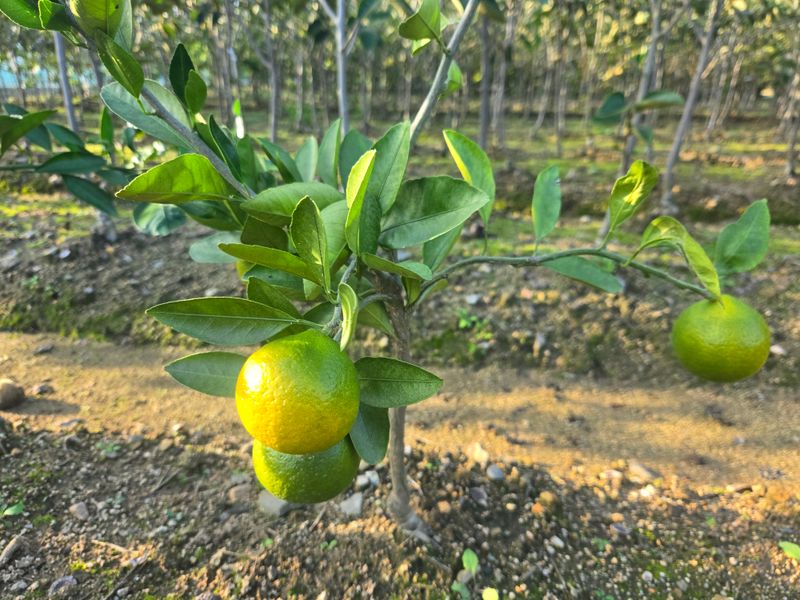 장터 상품 [유라조생 귤나무 2년생 포트묘] 썸네일