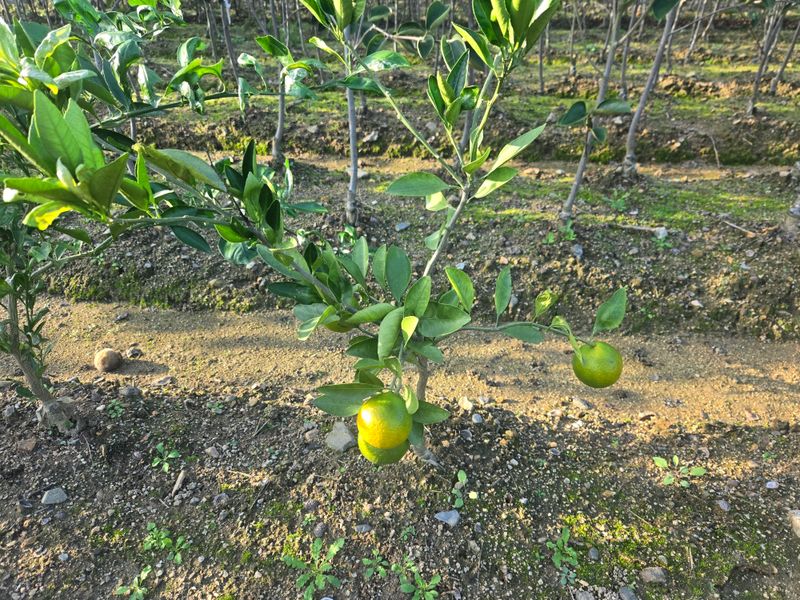 일심묘목농원님의 장터 판매 상품 [유라조생 귤나무 2년생 포트묘] 첨부 사진