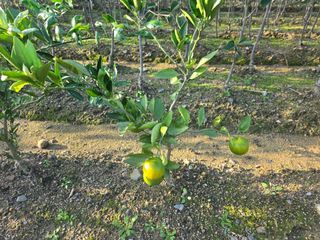 일심묘목농원님의 작성글 사진