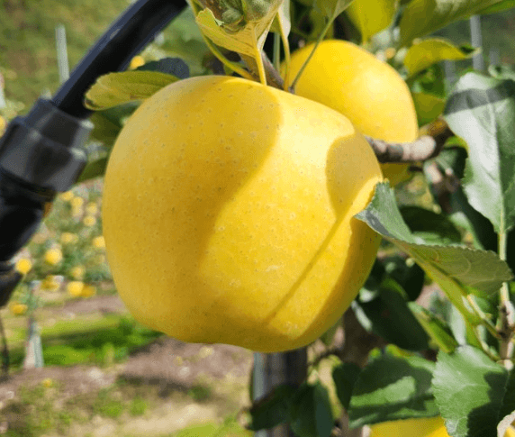 장터 상품 [시나노골드 3년생 결실주 포트묘] 썸네일