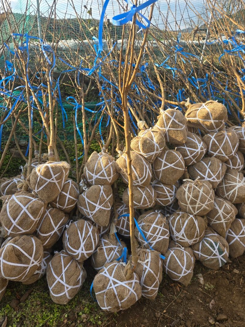 일심묘목농원님의 장터 판매 상품 [접목구찌뽕 3년생 결실주 분묘] 첨부 사진