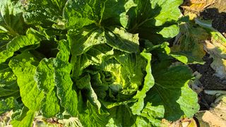 임붕철님의 자유주제 · 자유게시판 작성글 사진