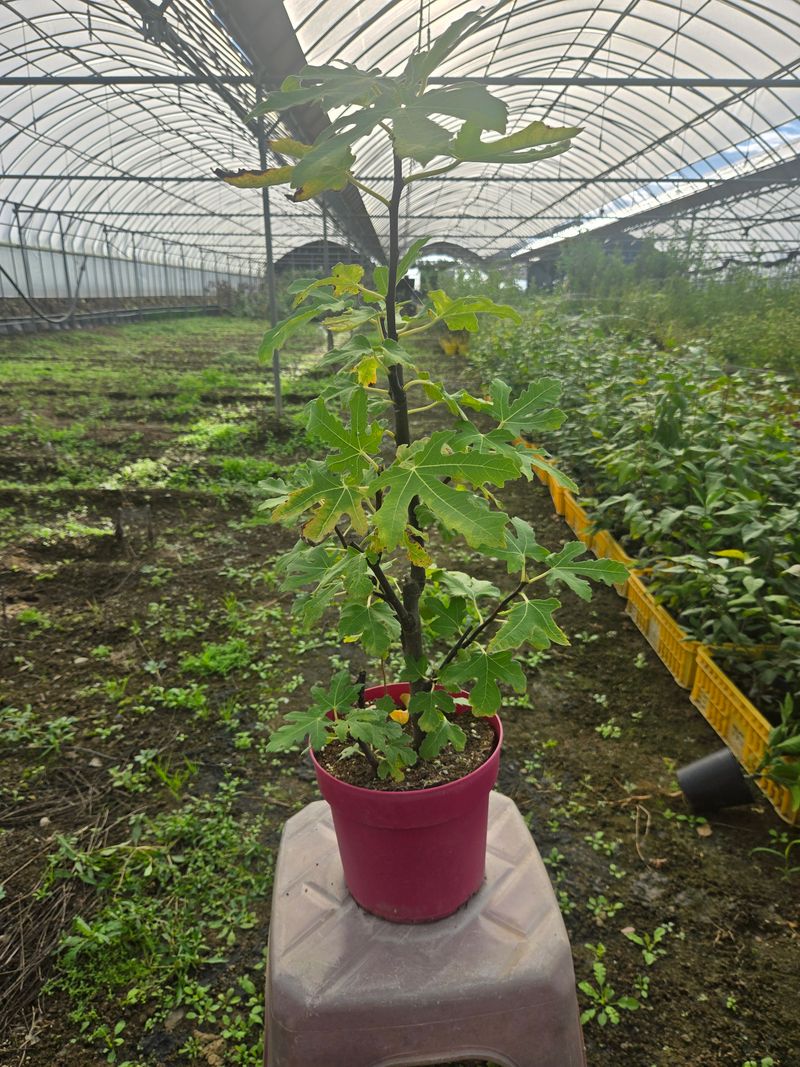 일심묘목농원님의 장터 판매 상품 [청무화과 3년생 결실주 포트묘] 첨부 사진