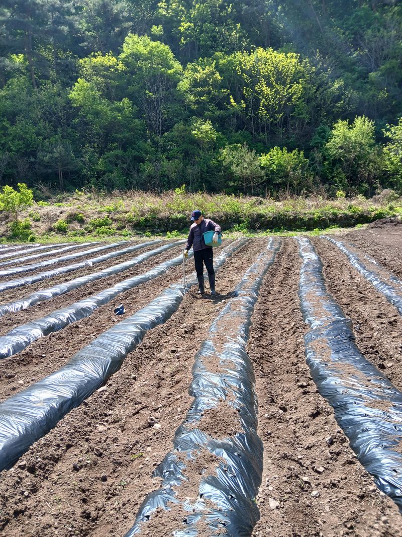 유석범님의 장터 판매 상품 [히카마 (멕시코감자) 7kg] 첨부 사진