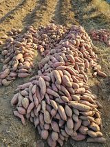 팜모닝 자유주제·자유게시판 게시글 이미지