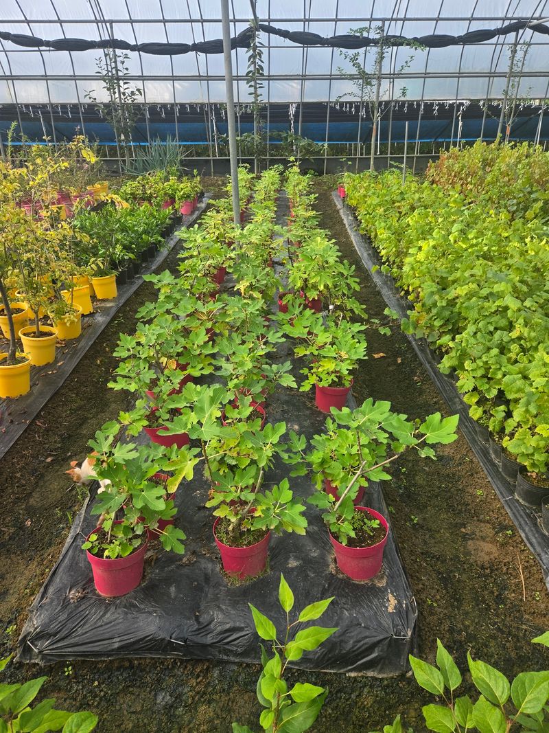 일심묘목농원님의 장터 판매 상품 [청무화과 3년생 결실주 포트묘] 첨부 사진