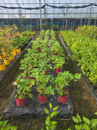 일심묘목농원님의 작성글 사진