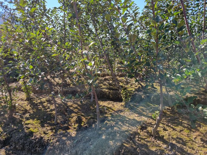 일심묘목농원님의 장터 판매 상품 [사과나무 감홍(26대목) 3년생 결실주 분묘 ] 첨부 사진