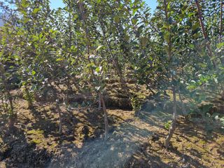 일심묘목농원님의 작성글 사진