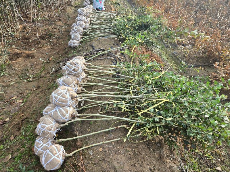 일심묘목농원님의 장터 판매 상품 [홍화산사 3년생 개화주 분묘] 첨부 사진