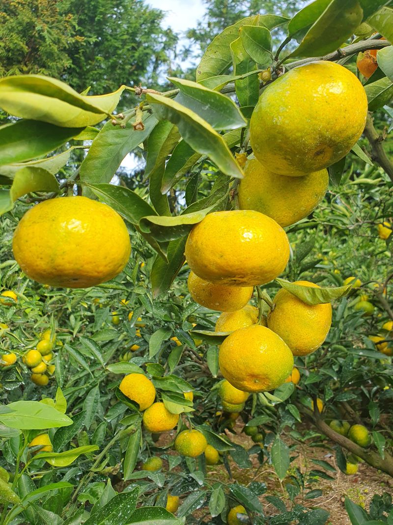 김미옥님의 장터 판매 상품 [제주 감귤 극조생 감귤] 첨부 사진