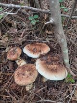 팜모닝 자유주제·자유게시판 게시글 이미지