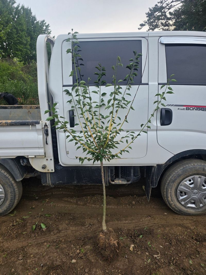 일심묘목농원님의 장터 판매 상품 [황금매실나무 3년생 결실주 분묘] 첨부 사진