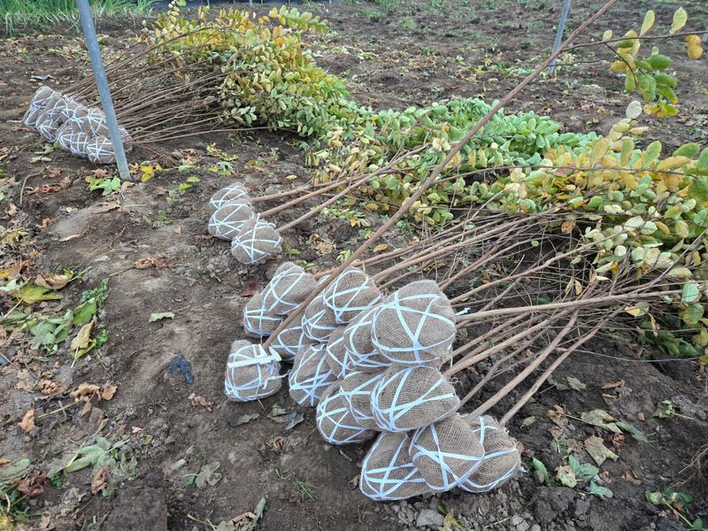 일심묘목농원님의 장터 판매 상품 [목백일홍 3년생 개화주 분묘] 첨부 사진