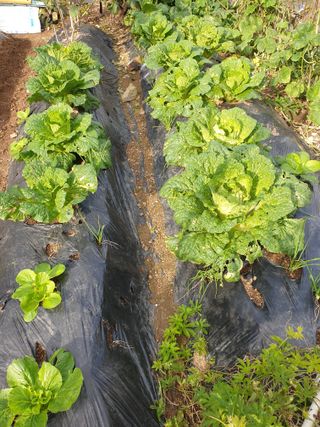 서봉열님의 자유주제 · 자유게시판 작성글 사진