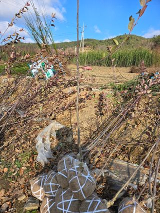 일심묘목농원님의 작성글 사진