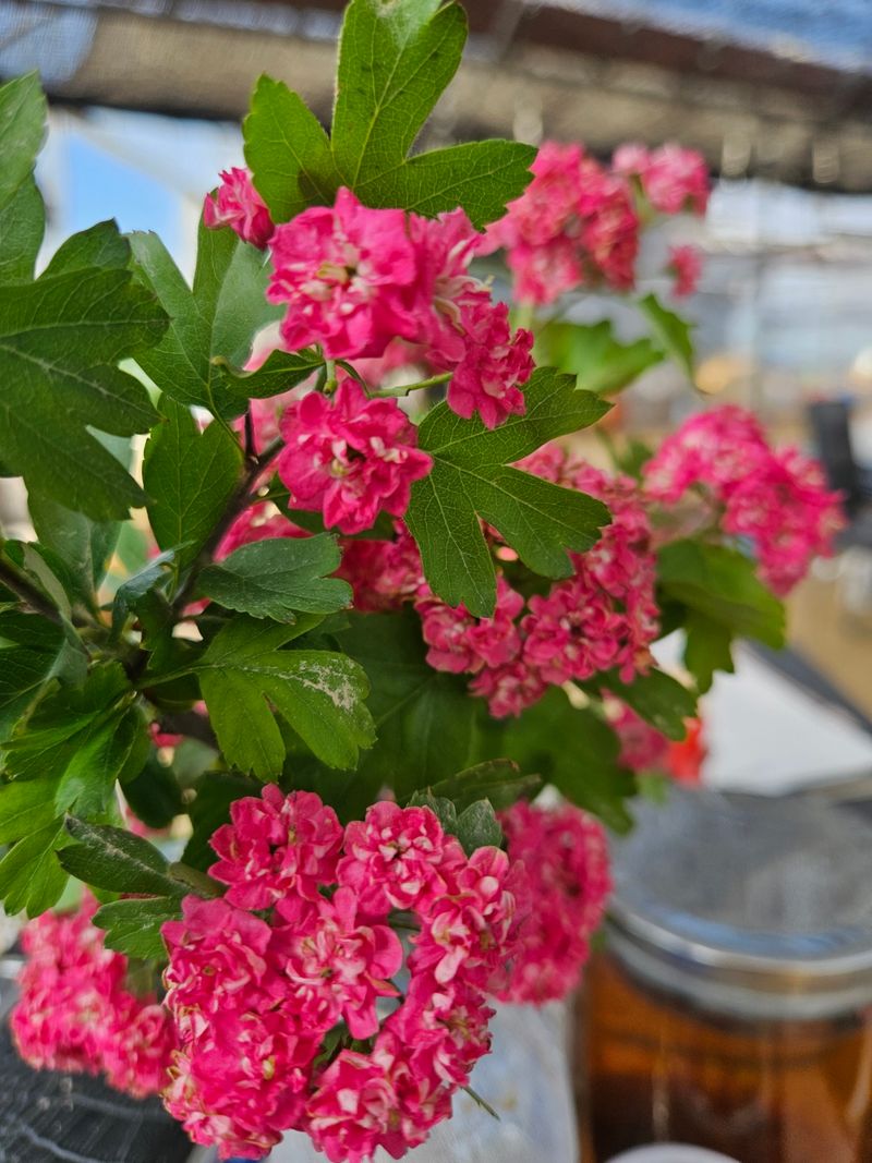 일심묘목농원님의 장터 판매 상품 [홍화산사 3년생 개화주 분묘] 첨부 사진