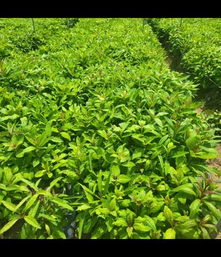 노지잔대재배7년차님의 작성글 사진