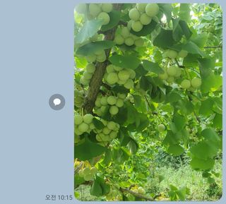 강릉농업귀신님의 작성글 사진