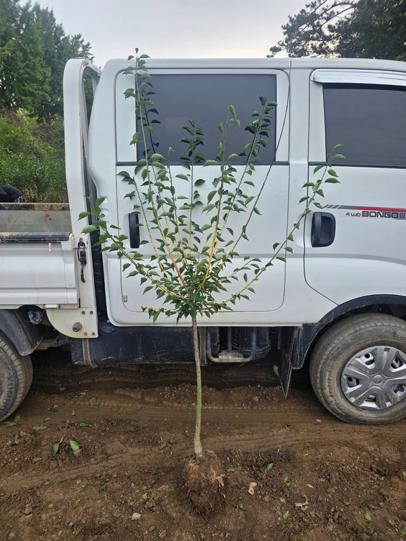일심묘목농원님의 장터 판매 상품 [황금매실나무 3년생 결실주 분묘] 첨부 사진