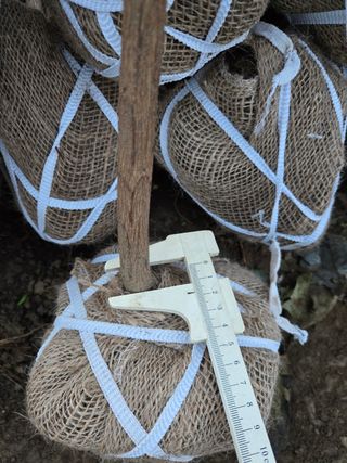 일심묘목농원님의 작성글 사진