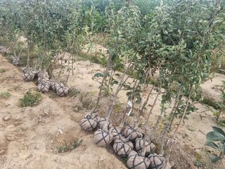 일심묘목농원님의 작성글 사진