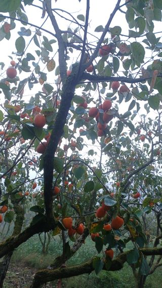 산골촌부님의 자유주제 · 자유게시판 작성글 사진