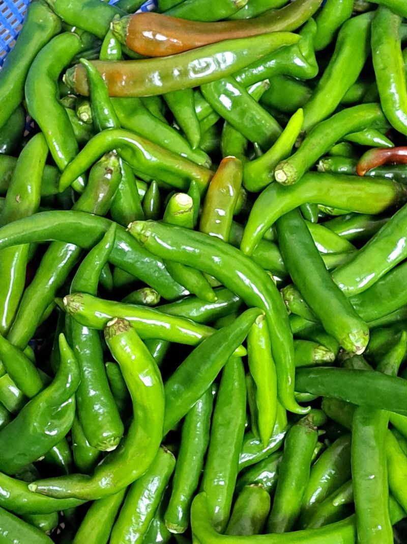 장터 상품 [맵지않은 풋고추 3kg] 썸네일