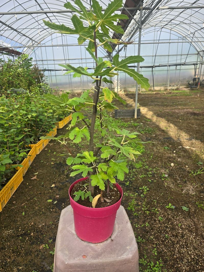 일심묘목농원님의 장터 판매 상품 [청무화과 3년생 결실주 포트묘] 첨부 사진