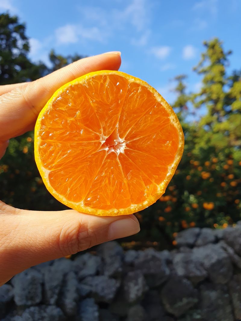 장터 상품 [제주 감귤 극조생 감귤] 썸네일