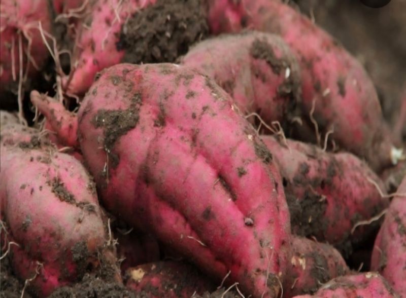 거봉777님의 장터 판매 상품 [고구마 10kg] 첨부 사진