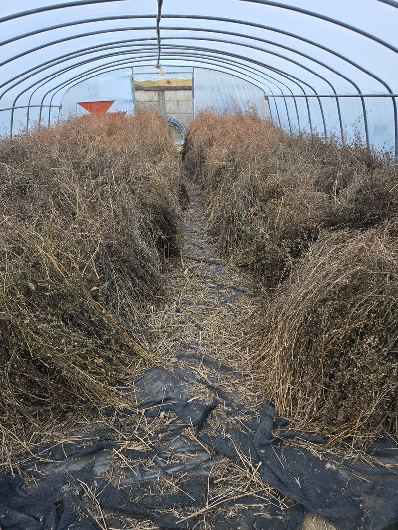 노지잔대재배7년차님의 장터 판매 상품 [잔대씨앗 2025년 햇잔대씨앗(1kg) 예약판매중] 첨부 사진