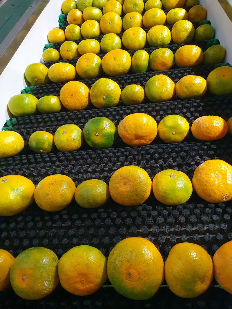 김미옥님의 장터 판매 상품 [제주 감귤 극조생 감귤] 첨부 사진