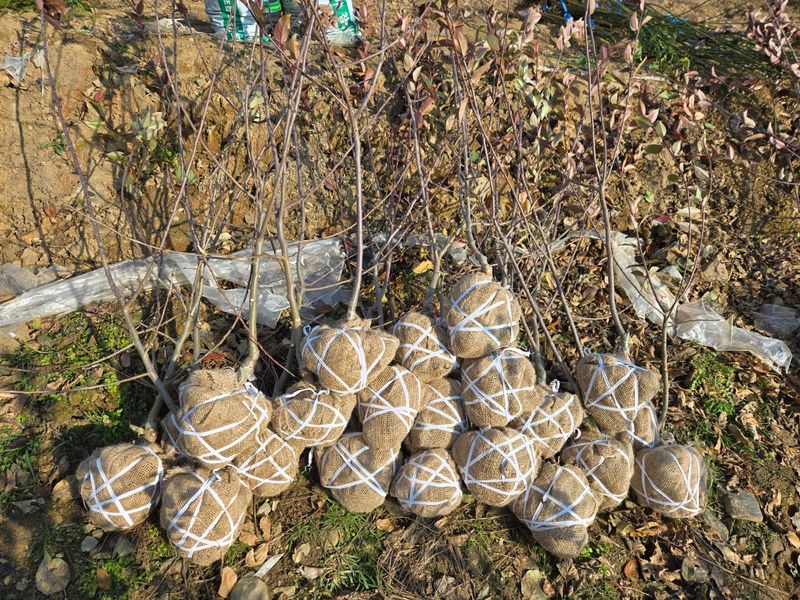 일심묘목농원님의 장터 판매 상품 [수사해당화 3년생 개화주 분묘] 첨부 사진