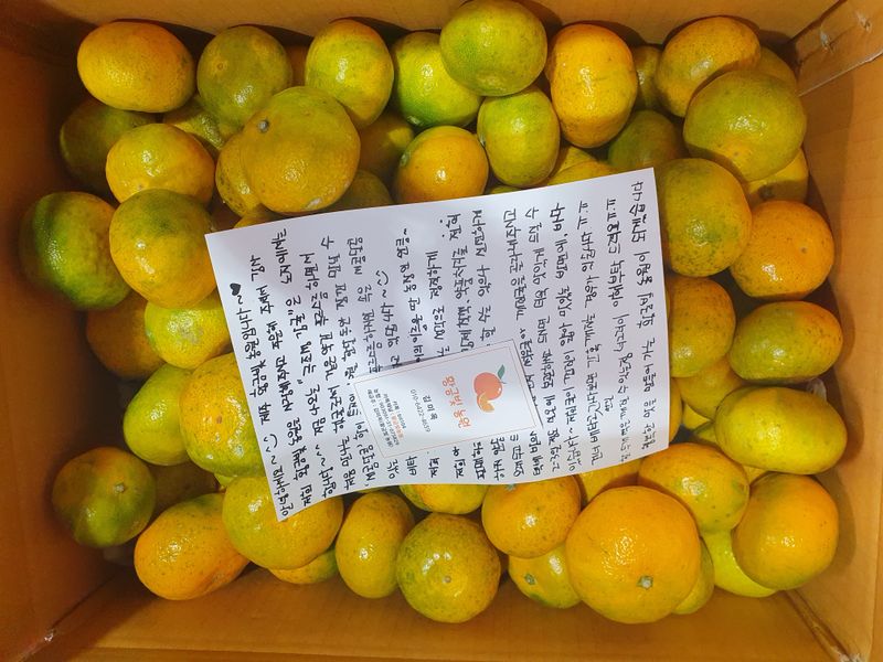 김미옥님의 장터 판매 상품 [제주 감귤 극조생 감귤] 첨부 사진