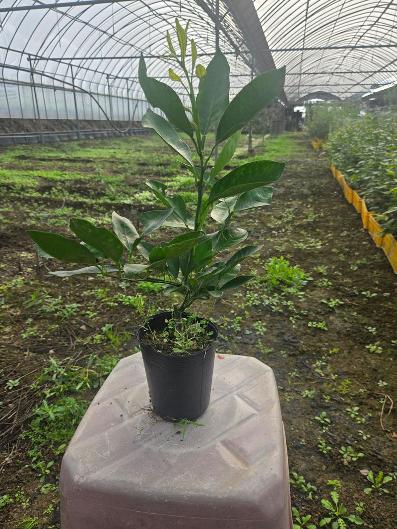 일심묘목농원님의 장터 판매 상품 [유라조생 귤나무 2년생 포트묘] 첨부 사진