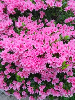 안길원님의 자유주제 · 자유게시판 작성글 사진