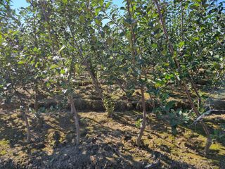 일심묘목농원님의 작성글 사진