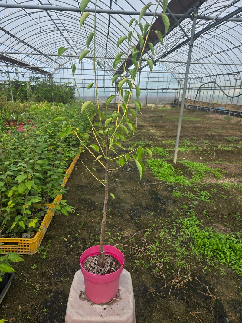 일심묘목농원님의 장터 판매 상품 [황금매실 3년생 포트묘] 첨부 사진