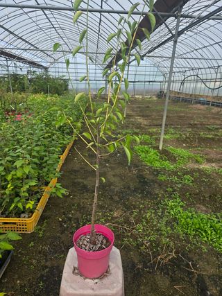 일심묘목농원님의 작성글 사진