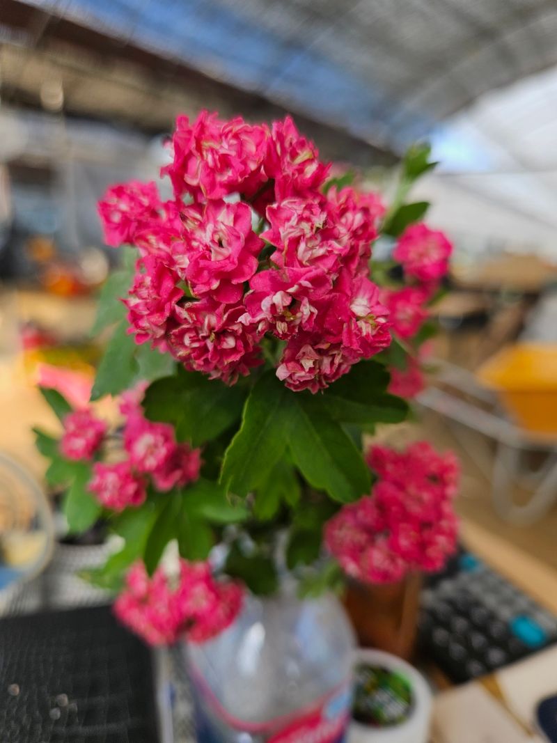 일심묘목농원님의 장터 판매 상품 [홍화산사 3년생 개화주 분묘] 첨부 사진