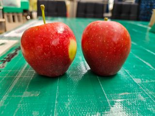 일심묘목농원님의 작성글 사진