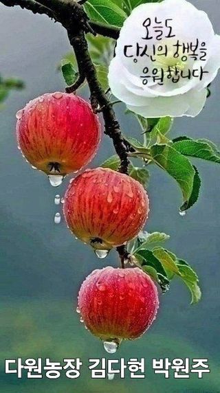 박원주(다원농장)님의 자유주제 · 자유게시판 작성글 사진